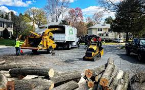 How Our Tree Care Process Works  in  Spring Ridge, MD