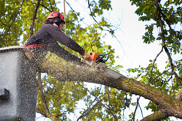 Best Arborist Consultation Services  in Spring Ridge, MD